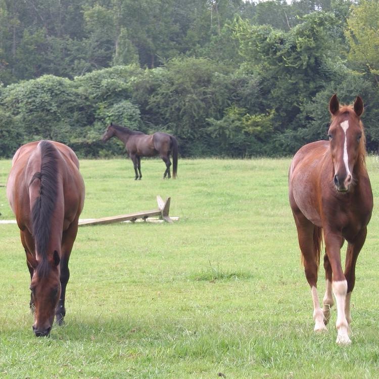 在南乔治亚州两个县的马中检测到EEE